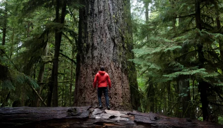 Cathedral Grove - Vancouver Island 