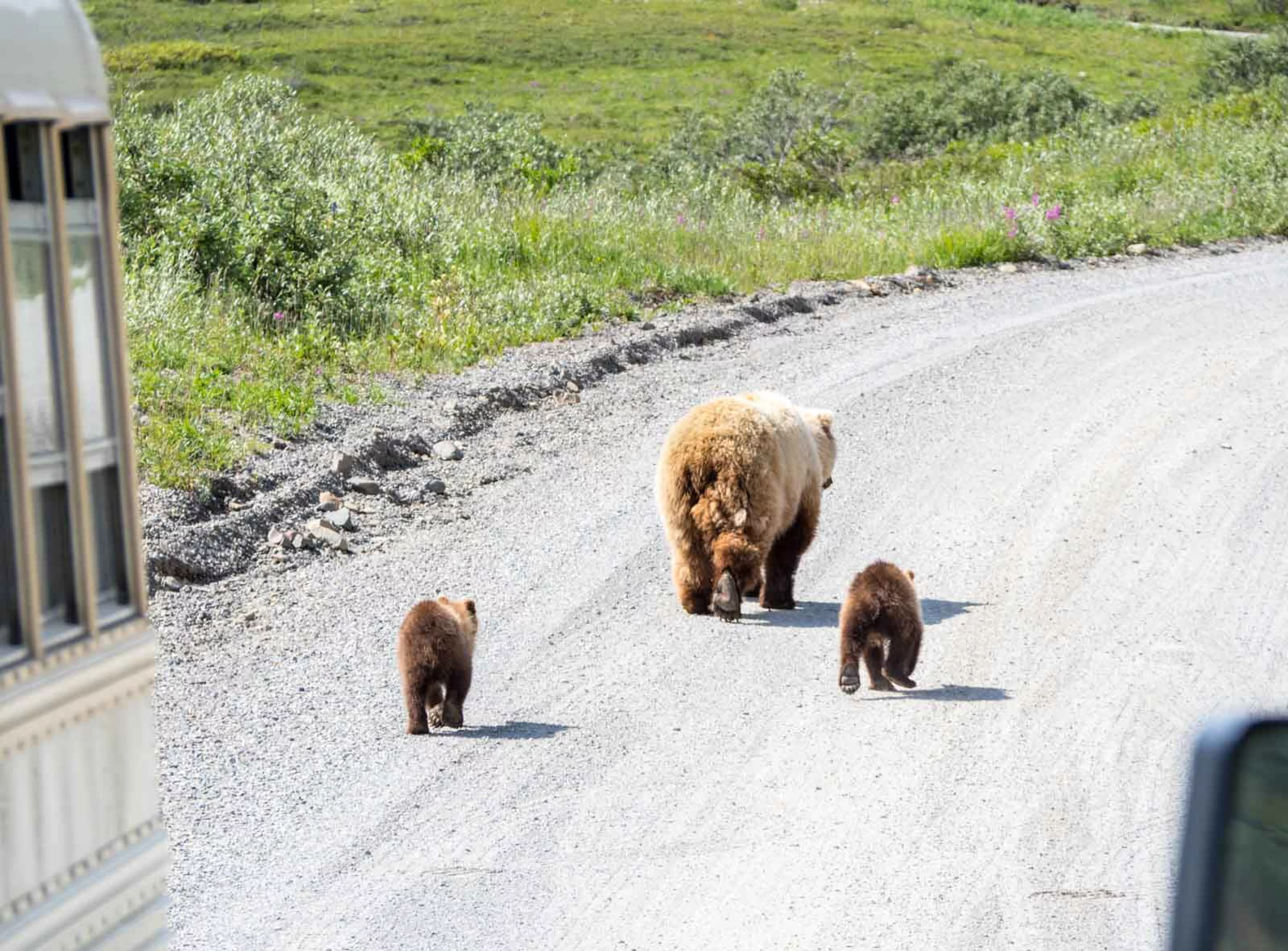 Grizzlies im Denali Nationalpark