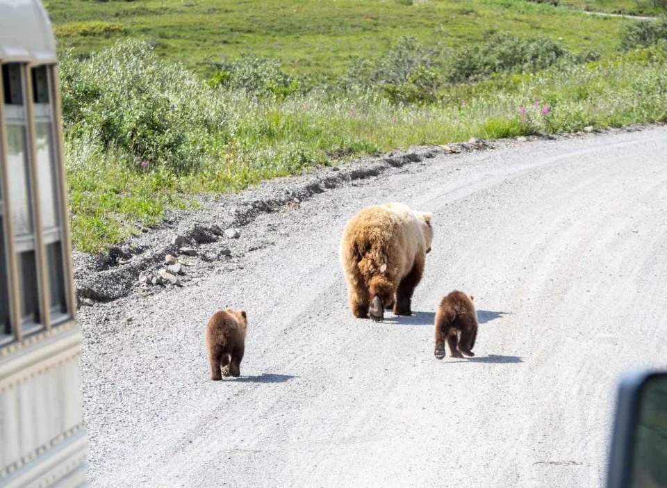 Grizzlies im Denali Nationalpark