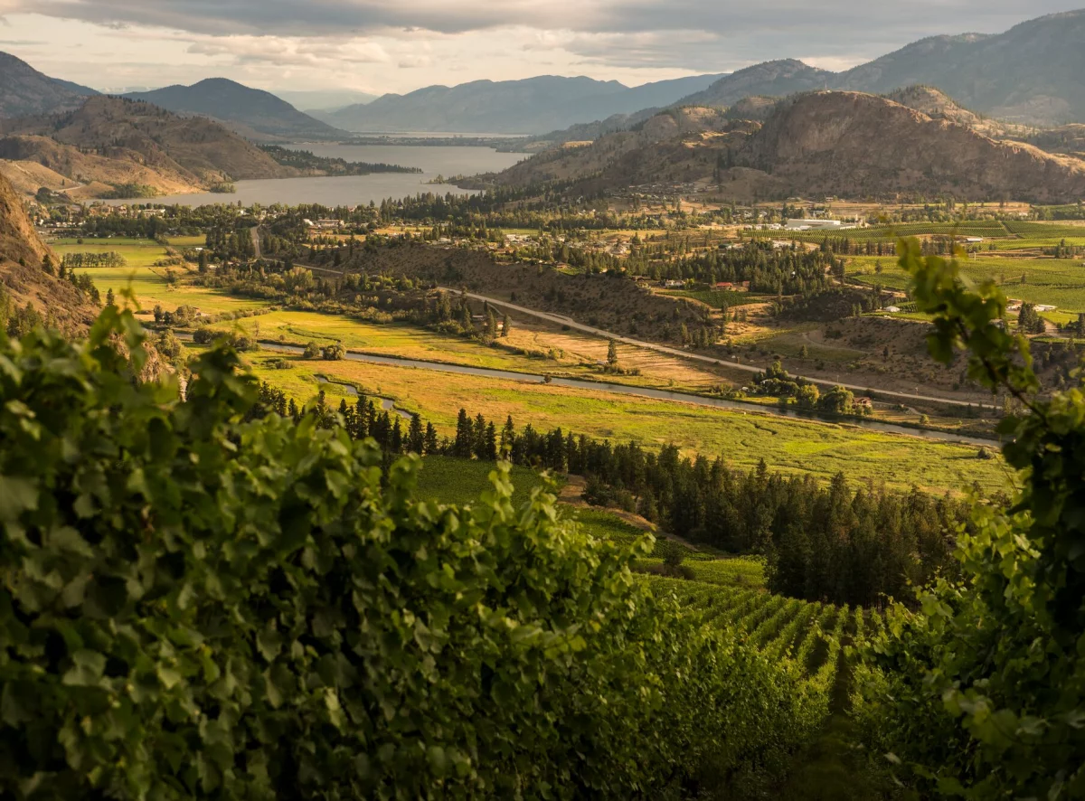 Okanagan Weinberg - BC, Kanada