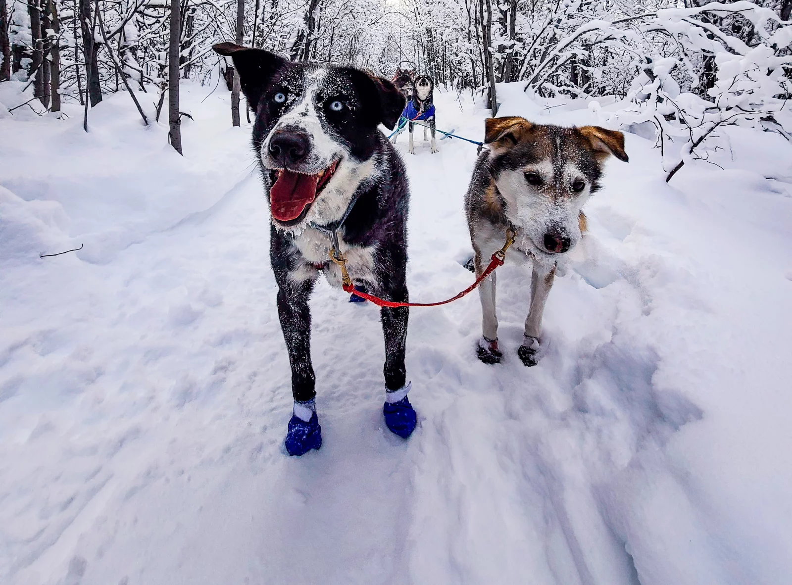 Doggies