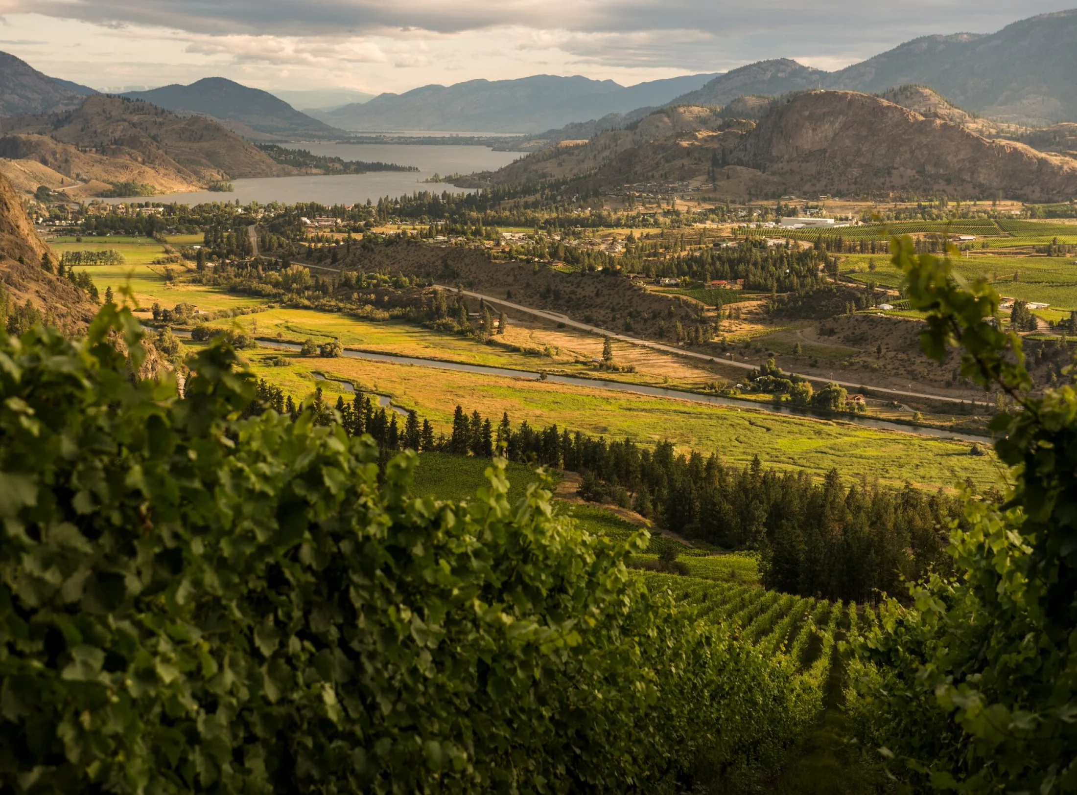 Okanagan Weinberg - BC, Kanada