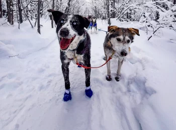 Doggies