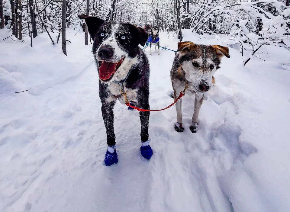 Doggies