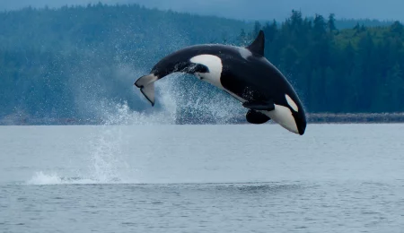 Orca - Walbeobachtung, Vancouver Island