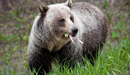 Grizzly Bär -  Alberta, Kanada