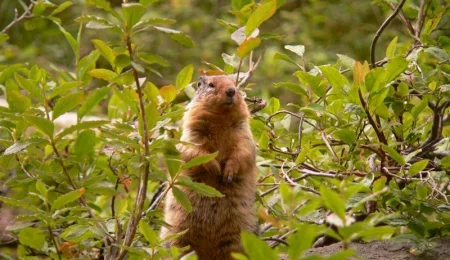 Ein Marmot