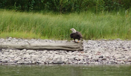 Weißkopfseeadler am Pelly River