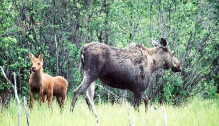 Moose mit Nachwuchs am Teslin River